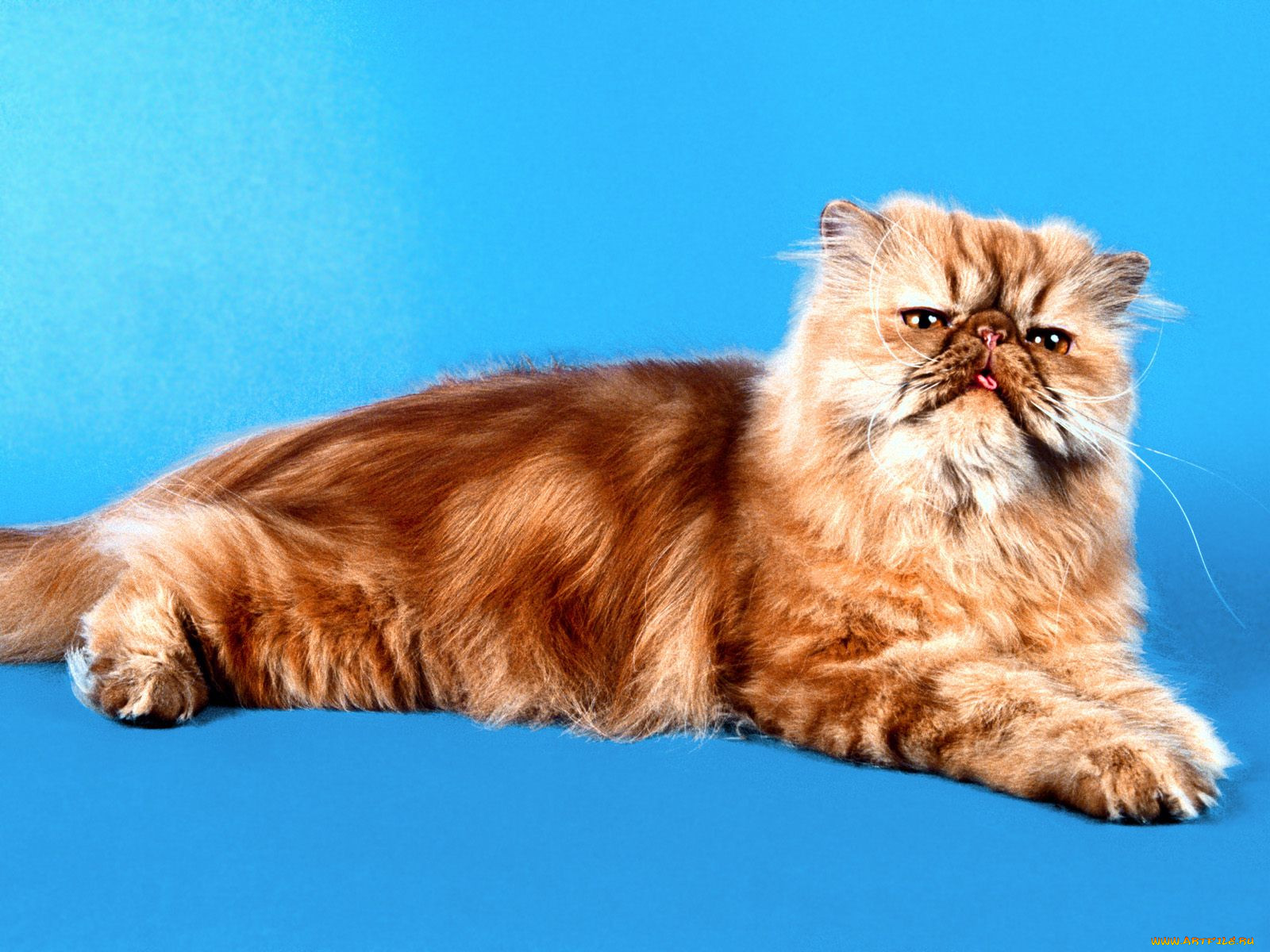 jasper, red, tabby, persian, , 